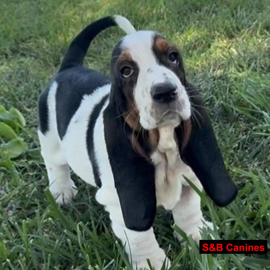 Puppy Image